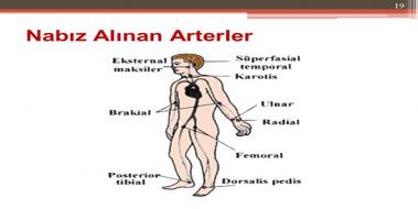 Nabz Alnan Arterler