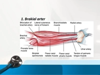 Brakial Arter Özellikleri ve Faydaları Nelerdir?