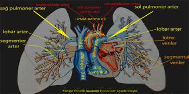 Pulmoner Arter